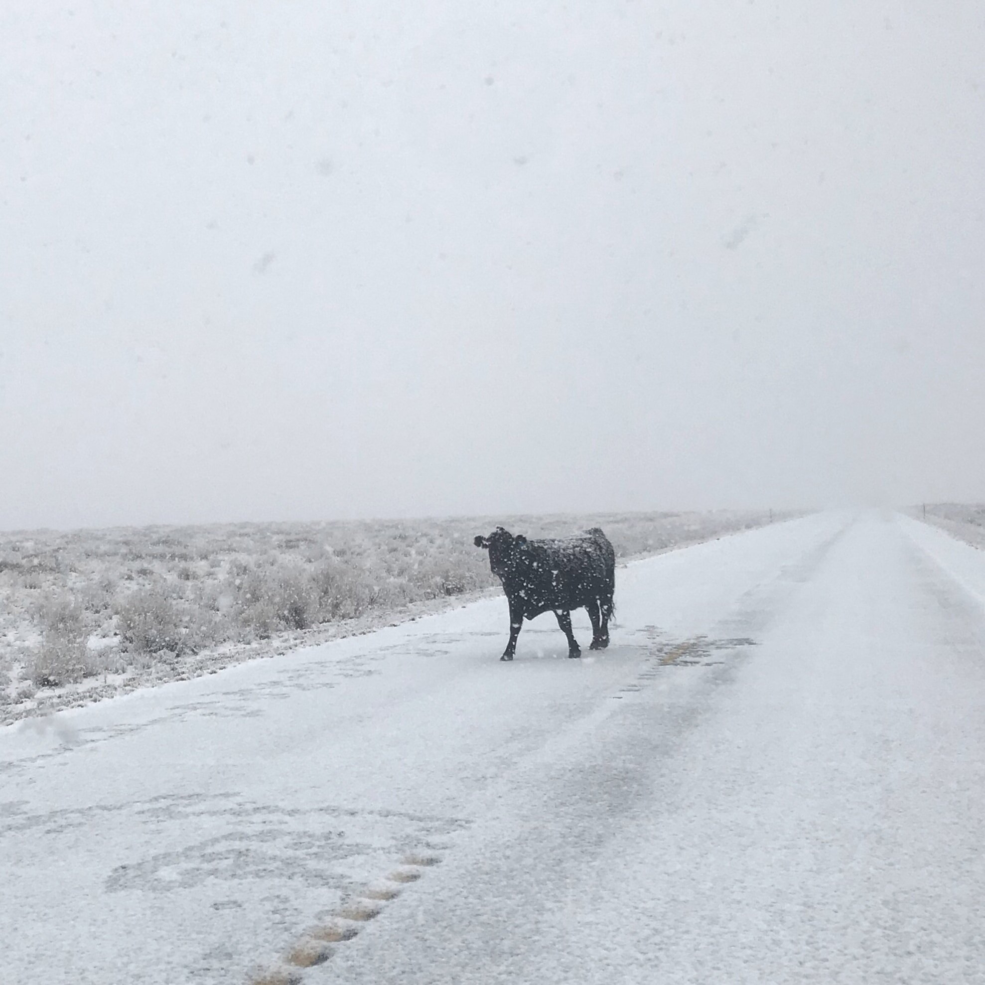 White Christmas and cow!, CO