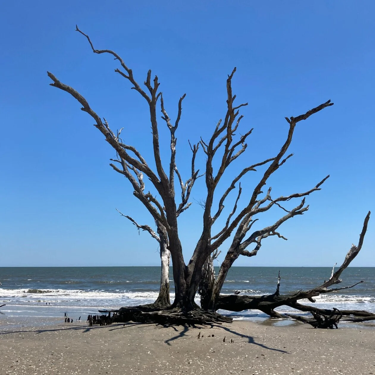 "Tree by the sea" Savannah, May