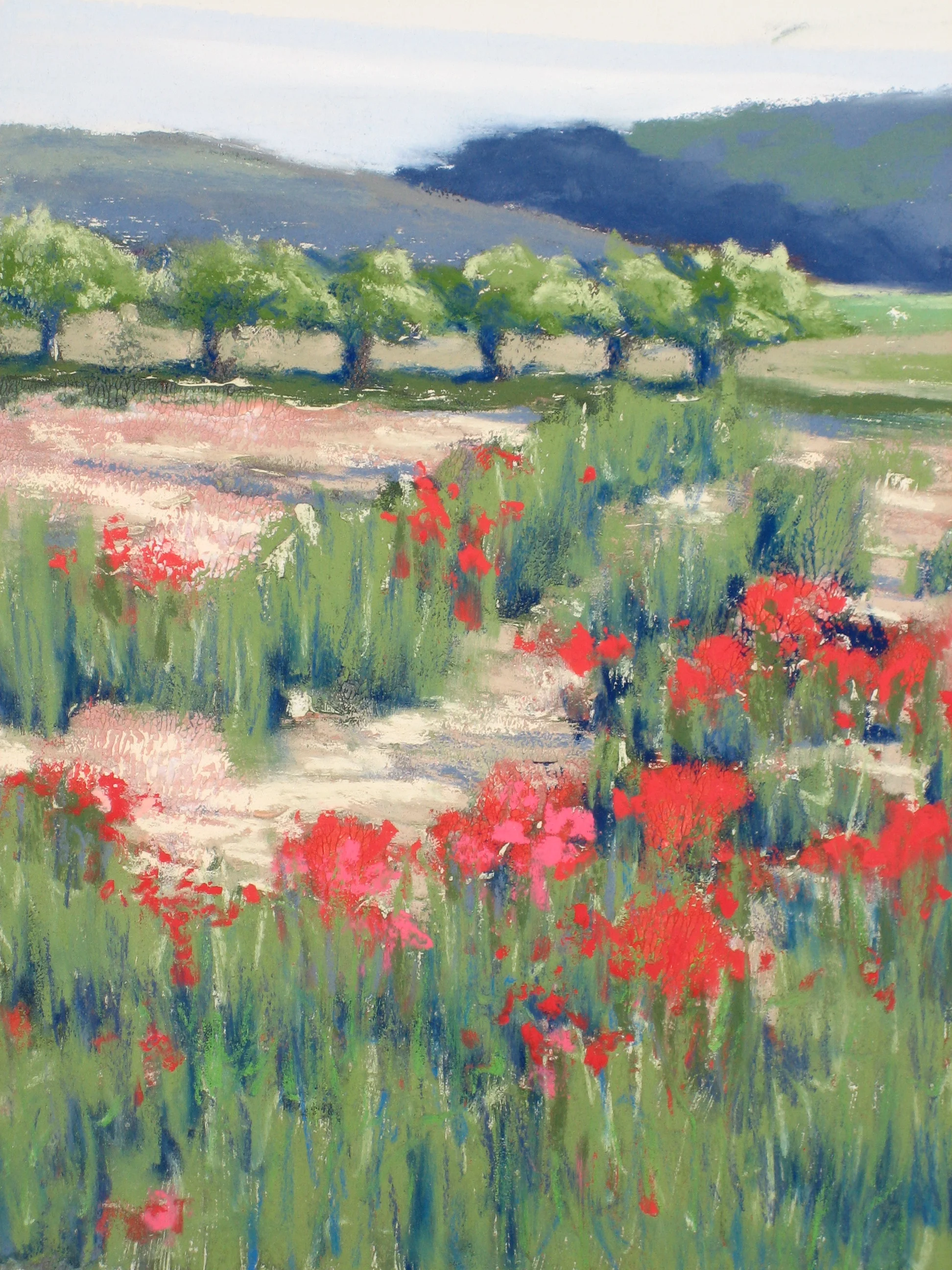 Poppies in Tuscany