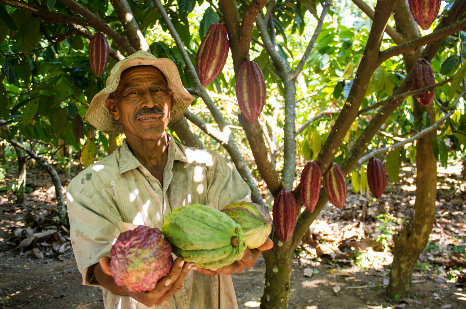 chocolate_farmer.png