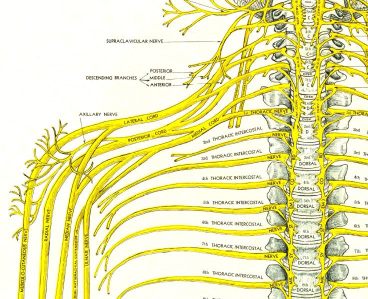 Нервная система латынь. Нервная система. Нервные окончания анатомия. Нервы позвоночника анатомия. Грудоспинной нерв анатомия.