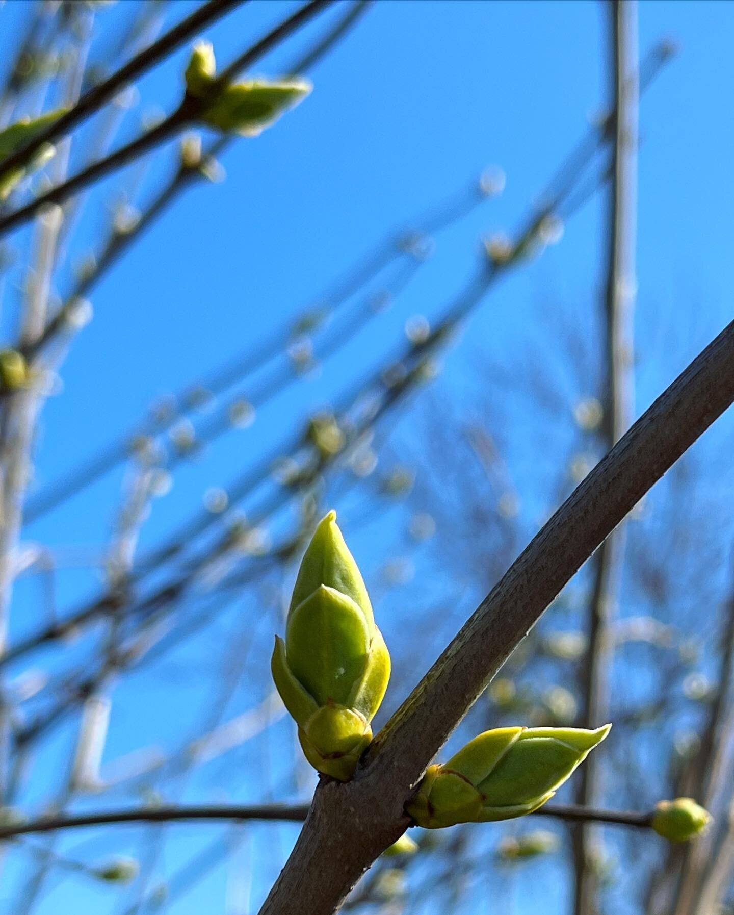 Happy Monday, friends. If you need me, I&rsquo;ll be outside for the next 8 or so months&hellip;🌲🌤️🌱
(Last slide: sound on for maximum spring chorus)
&hellip;
#april #hiking #blueskies #easterweekend #trailtime #troutlily #violets #springpeepers #