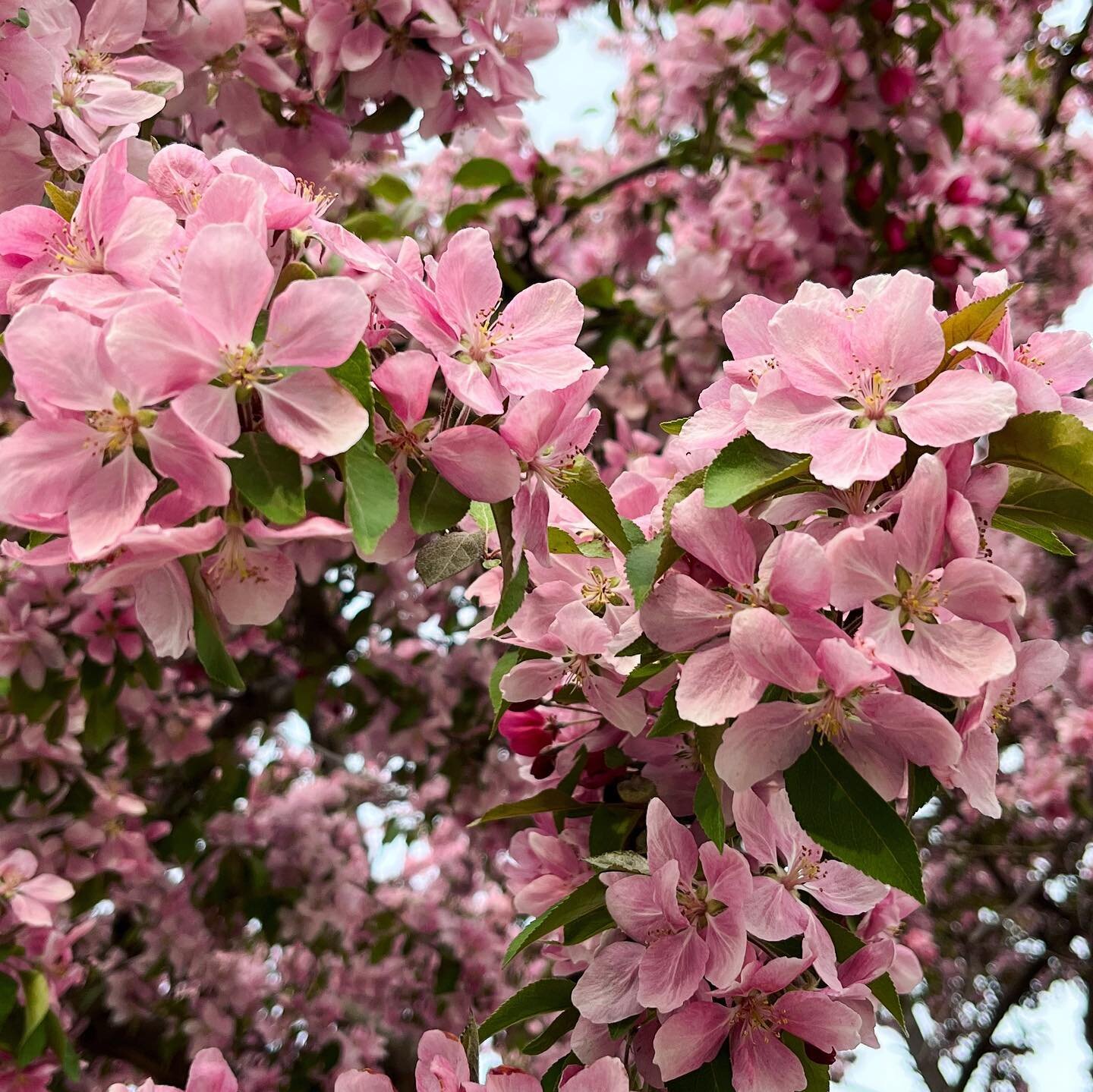Every spring, we wait for the day that the two cherry trees in front of our apartment reach Peak Pink&trade;️.Today was that day. Happy weekend, everyone!🌸
&hellip;
#oakville #peakpink #cherryblossoms #springevening #pinkpinkpink