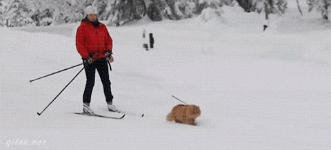 A very snowing landscape featuring a woman in a red jacket and black pants on cross country skis is being towed by a fluffy orange cat wearing a harness and leash