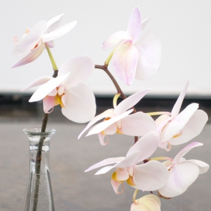 Orchid vessel, Wild orchid and antique vase, 8 x 2 x 2 in, 2017.
