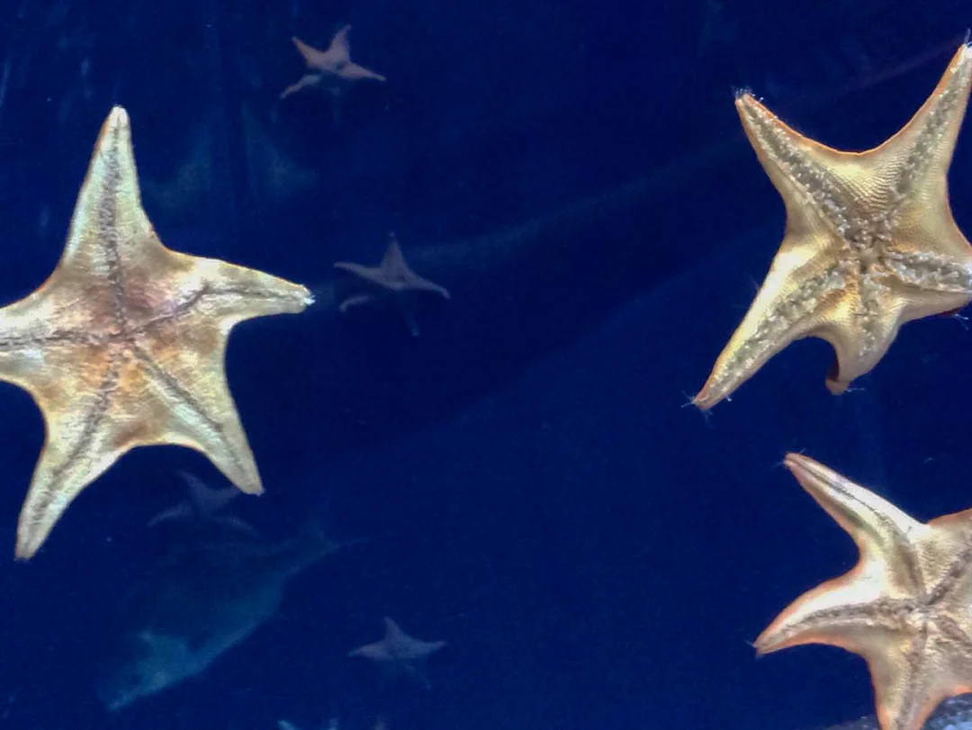 Basel_Starfish_Feb_2014.jpg
