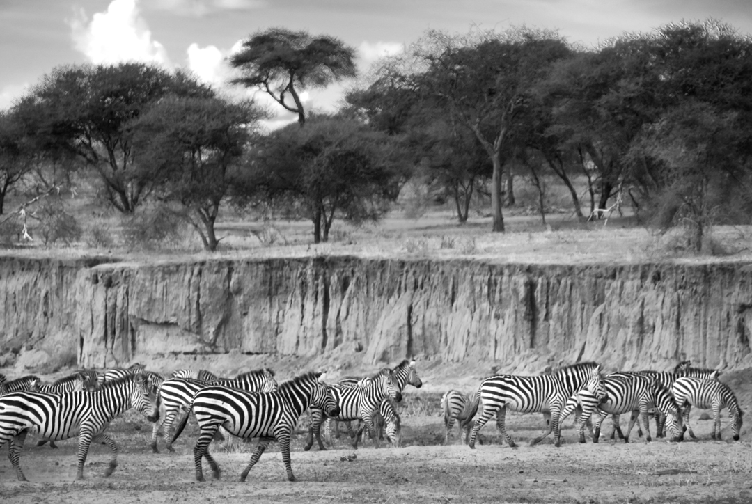 EastAfrica091025_0854FinalBWforprinting copy.jpg