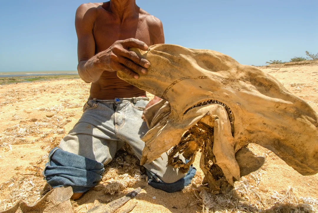 Pedro. La Guajira, Colombia