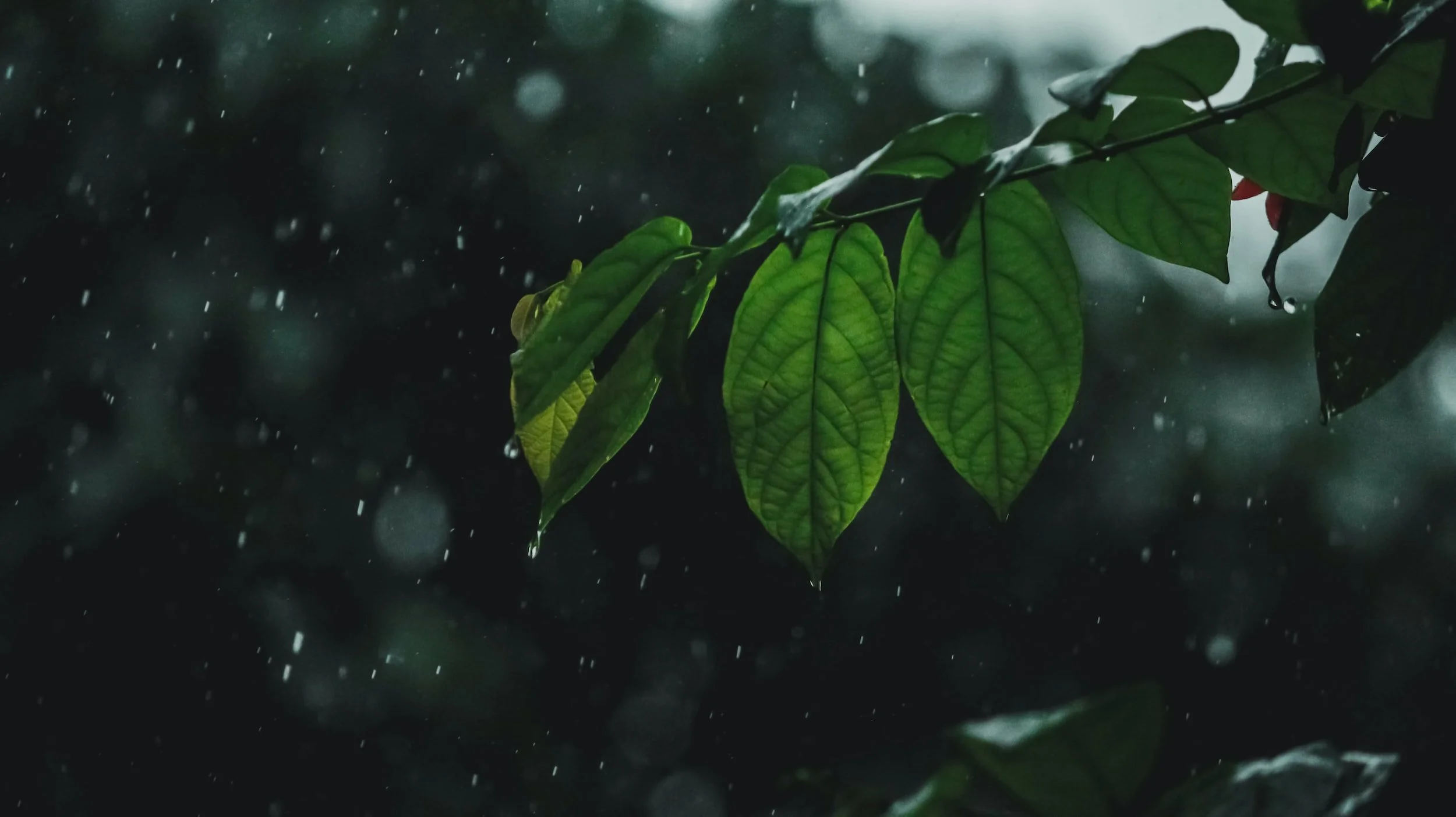 Fictional Series: A Year for Gu -- Spring II: Rain Water, By Nan Qu 谷的一年 之 春, 雨水
