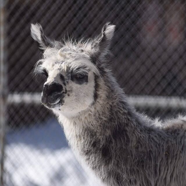 I took a trip to the High Park Zoo on a wintery saturday in February, and while most of the animals were inside for the winter, some were out and about in the sunshine.
.
.
#zoo #highpark #highparkzoo #highparktoronto #highparkzootoronto #llama #llam