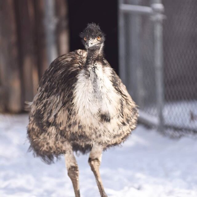 I took a trip to the High Park Zoo on a wintery saturday in February, and while most of the animals were inside for the winter, some were out and about in the sunshine.
.
.
#zoo #highpark #highparkzoo #highparktoronto #highparkzootoronto #emu #emus #