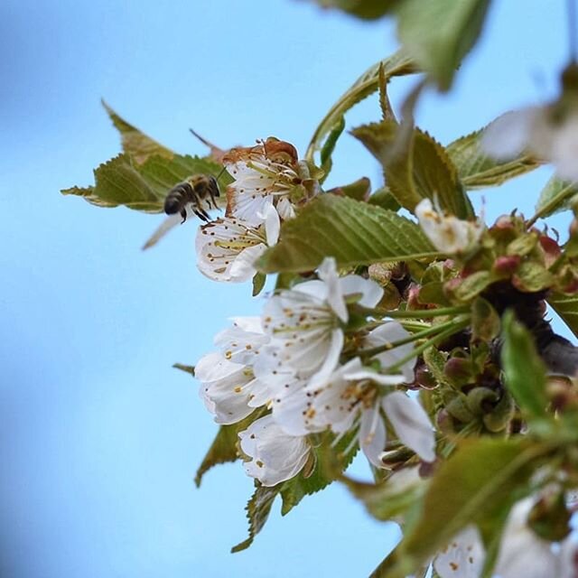 Bees and cherry blossoms... If that isn't a sign of spring then I don't know what is! #bee #bees #cherry #cherryblossom #spring #springtime