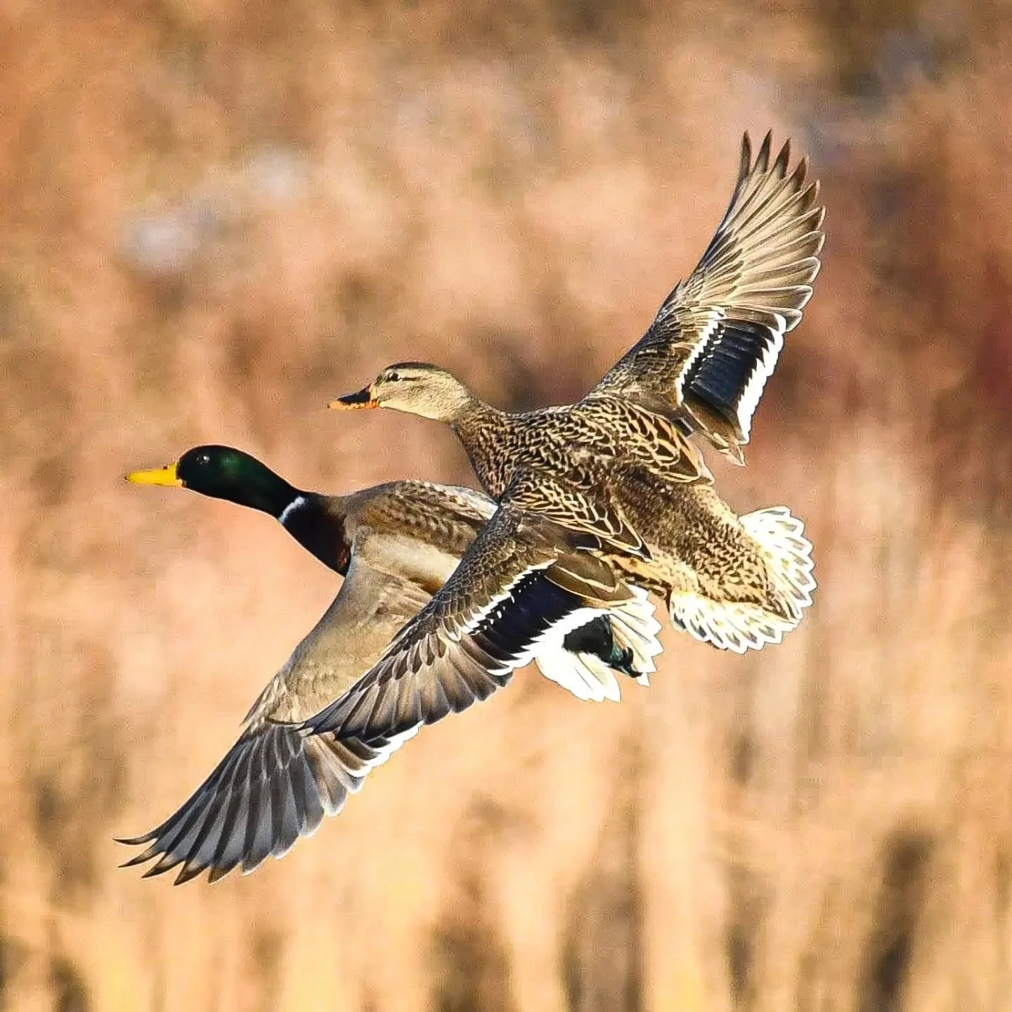 The Mallard is graceful in flight, but slightly less so while feeding...
.
.
.
#bird #birds #birding #birds_captures #birdsofinstagram #birdstagram #birdphotography #birdsofontario #mallard #mallards #mallardduck #mallardducks #mallardsofinstagram #m