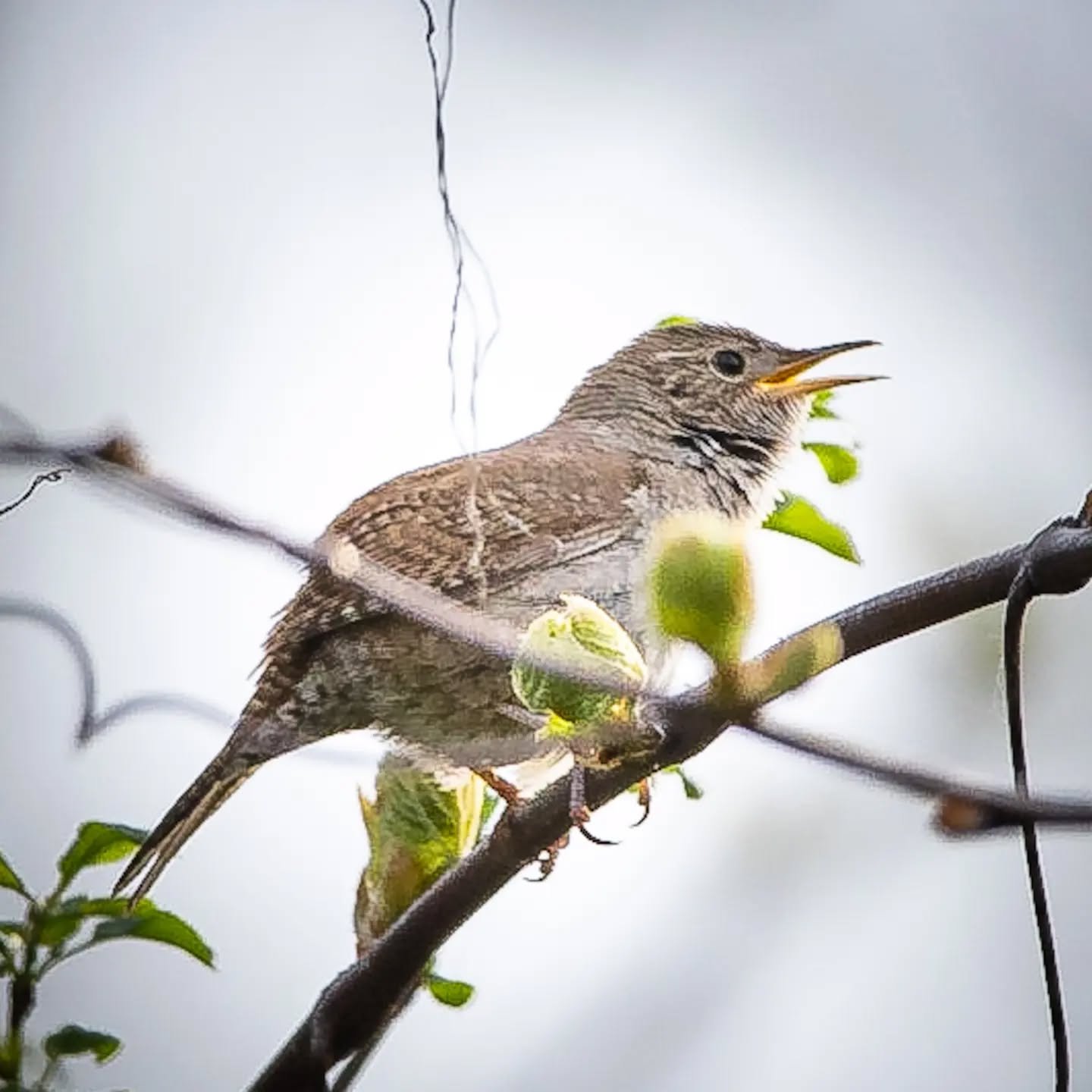 There is a very small window in the spring where the birds have returned but the foliage hasn't fully grown back, and this is the perfect time to catch elusive species. This House Wren had claimed this tree as its own for many seasons now, but being 