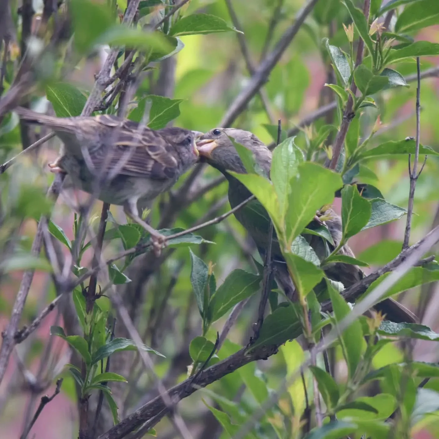 Throwback to early-2020 when the world became complicated for all but the House Sparrows nesting in the back yard.
.
.
.
#bird #birds #birding #birds_captures #birdsofinstagram #birdstagram #birdphotography #birdsofontario #sparrow #sparrows #housesp