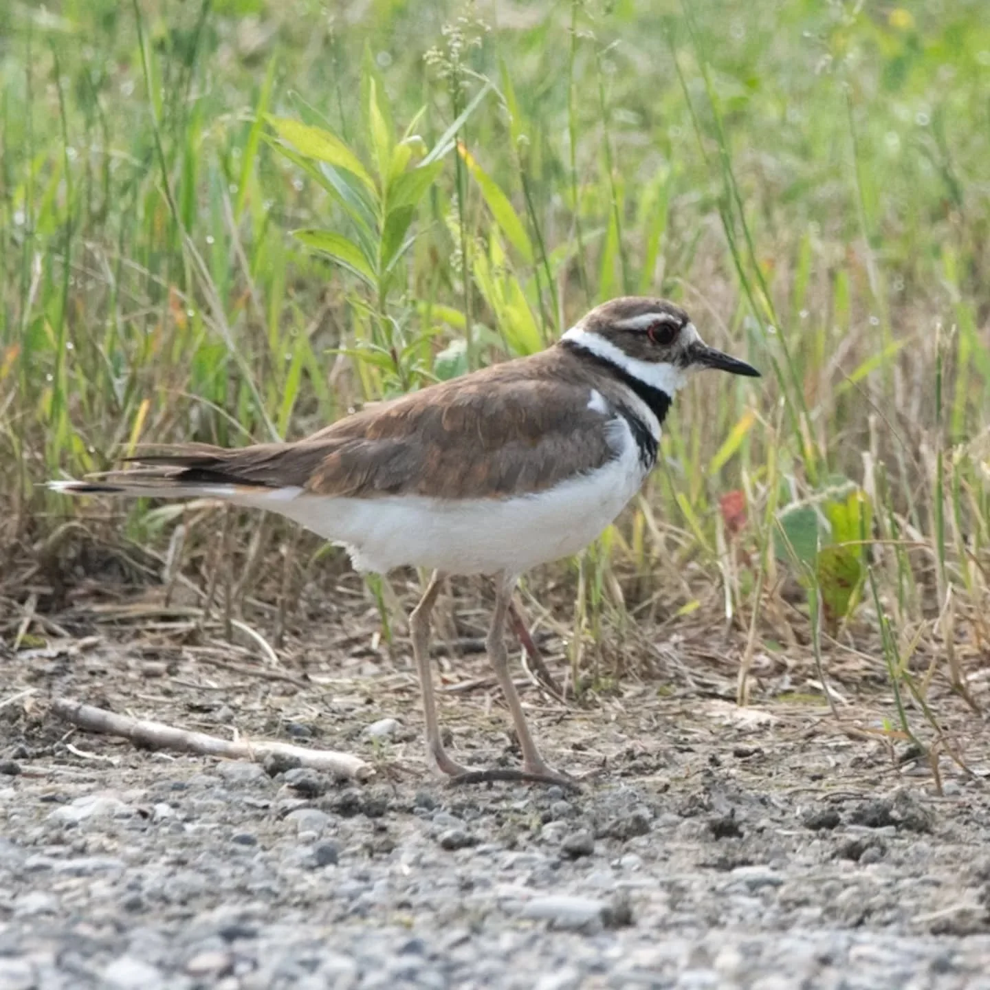With big eyes surrounded by a jewel-like ring reminiscent of a teddy bear, the Killdeer is a shorebird you'll often see nesting in fields. Listen for the two-tone call that gives the bird its name.
.
.
.
#bird #birds #birding #birds_captures #birdsof