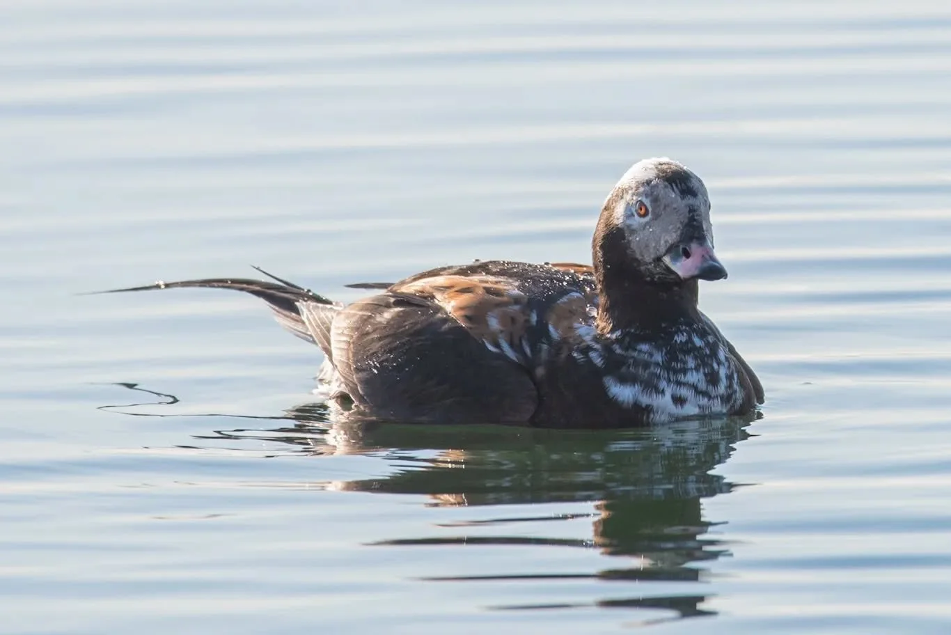 Other birder: "Did you see any pintails?"
Me: "Huh?"
Other birder: "The ones with the long tails...?"
Me: "Oh! The Long-tailed Duck! Yes."
(The Northern Pintail and the Long-Tailed Duck both have a long tails, 