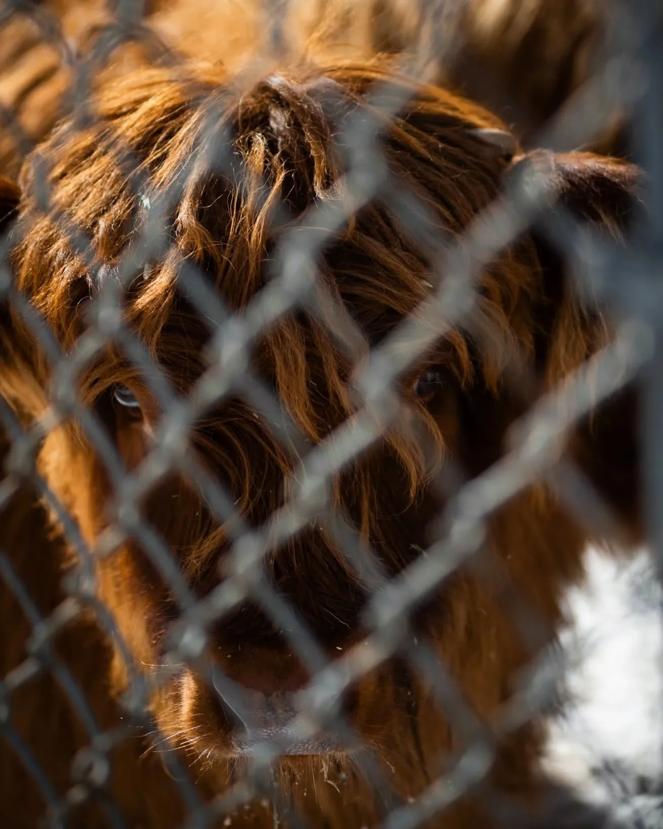 Is she kept in, or are we kept out?
.
.
.
#cow #cows #cowsofinstagram #cowstagram #cowphotography #cowsofontario #highlandcow #highlandcows #highlandcowsofinstagram #highlandcowstagram #highlandcowphotography #highlandcowsofontario #teamnikon #nikond