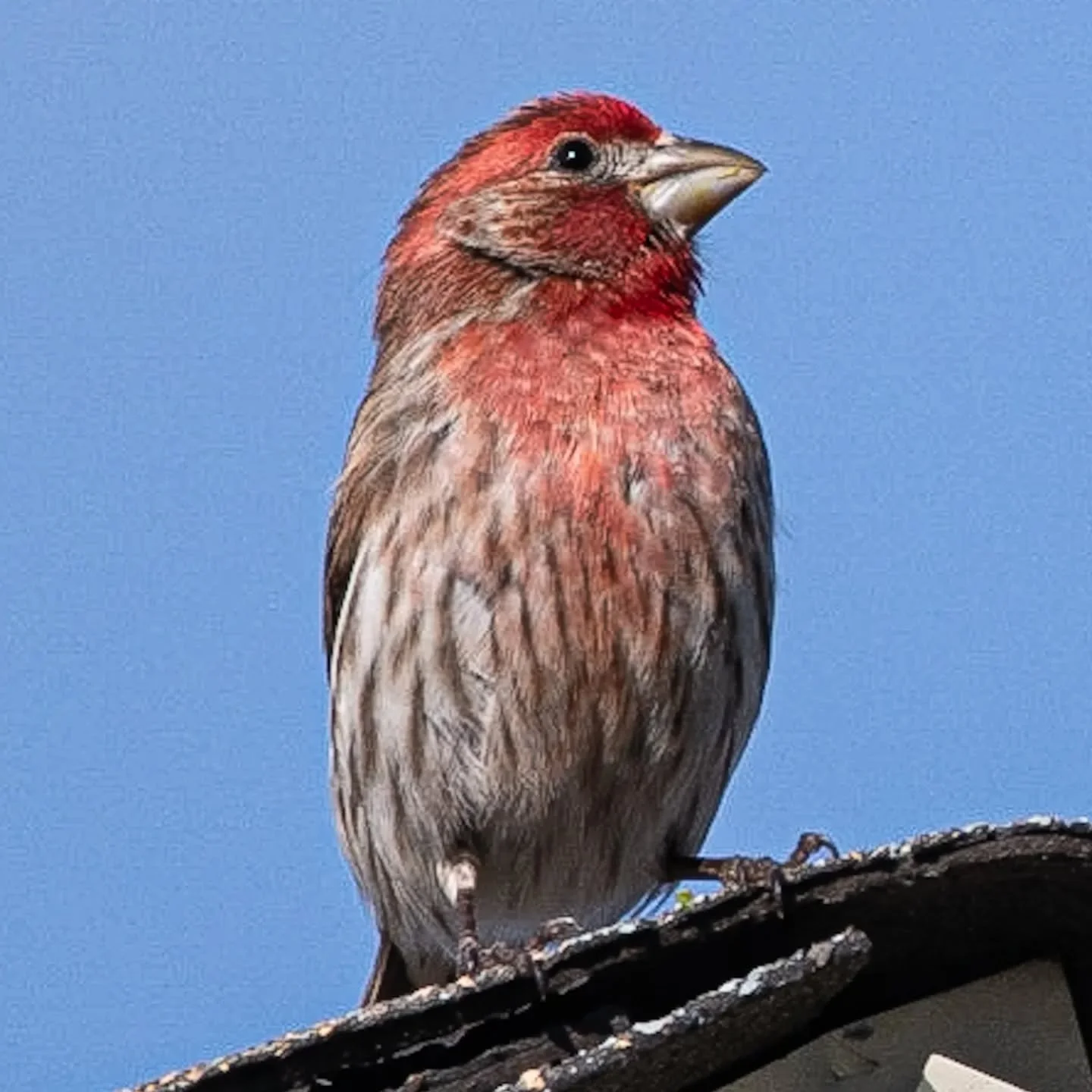 A House Finch, perched on a rooftop, showing off his red colours for all to see.
.
.
.
#bird #birds #birding #birds_captures #birdsofinstagram #birdstagram #birdphotography #birdsofontario #finch #finches #housefinch #housefinches #finchesofinstagram