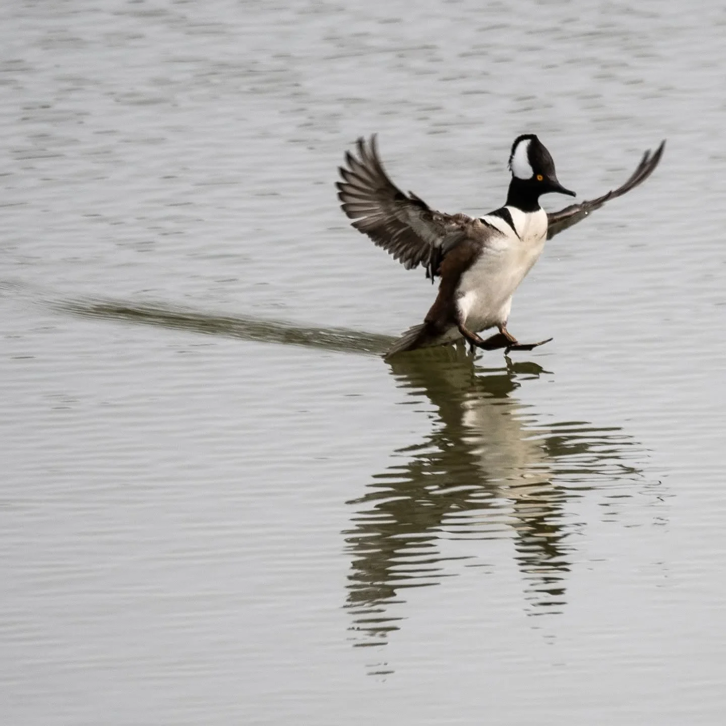 A male Hooded Merganser inbound to the pond, and a female on the still waters.
.
.
.
#bird #birds #birding #birds_captures #birdsofinstagram #birdstagram #birdphotography #birdsofontario #merganser #mergansers #hoodedmerganser #hoodedmergansers #merg