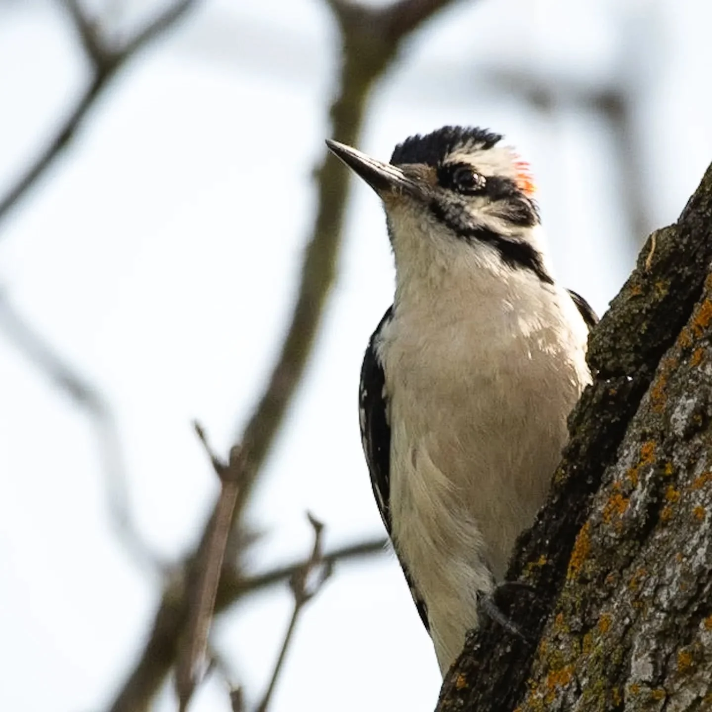 A male Hairy Woodpecker peeks around a tree before finding the perfect space to dig for a snack. Significantly larger than the visually-similar Downy Woodpecker, the long bill is another telltale feature.
.
.
.
#bird #birds #birding #birds_captures #