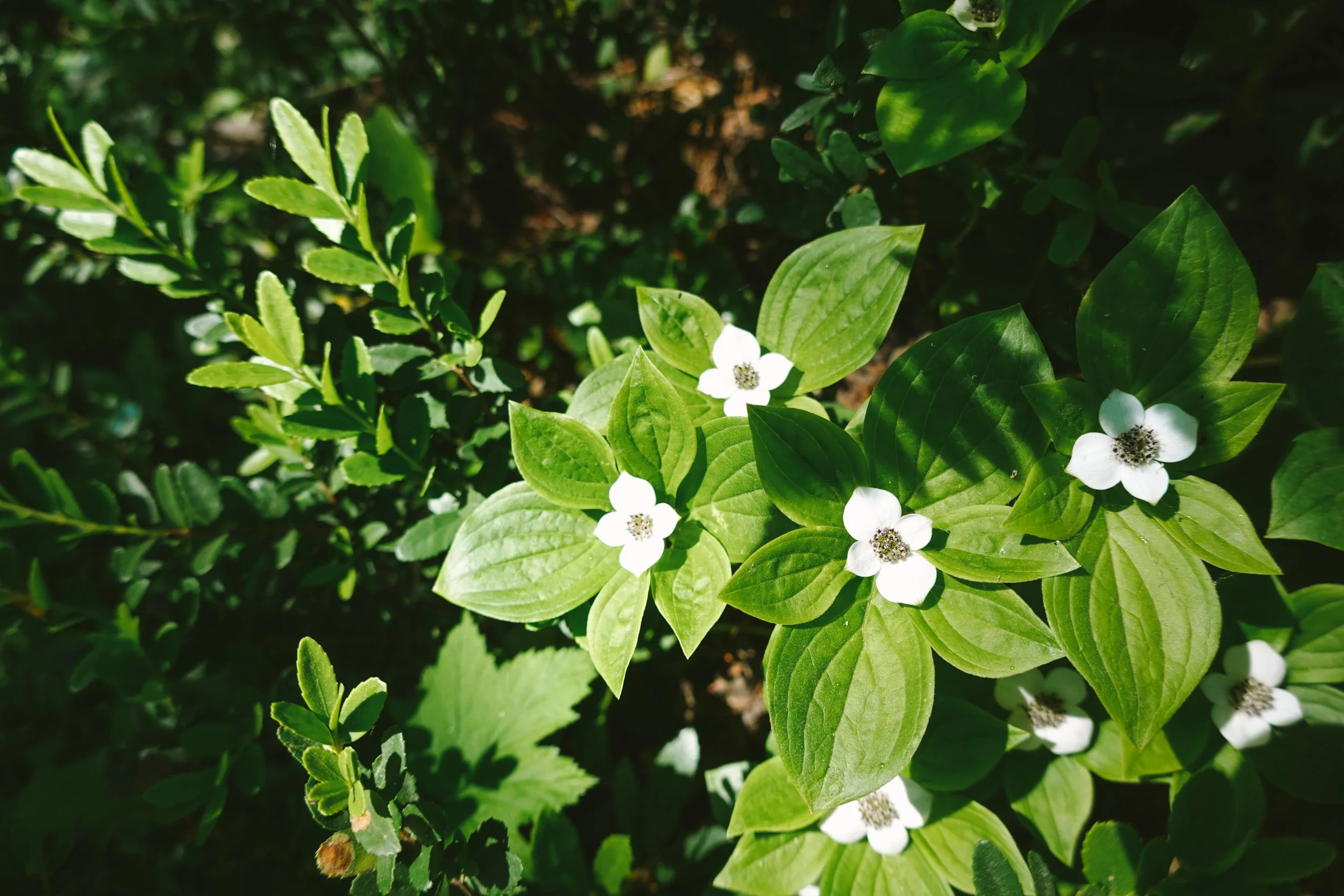 DSC00872.JPG