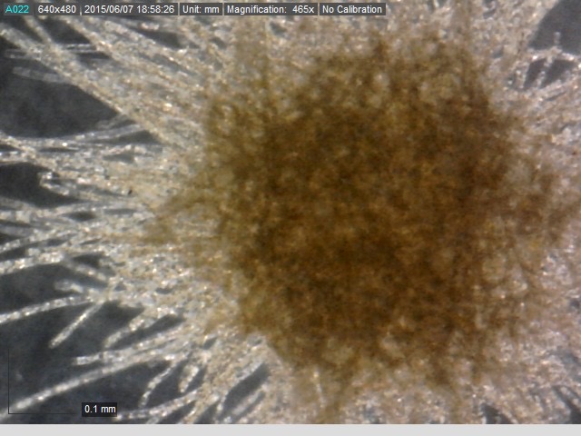 trichodesmium cyanobacteria from a plankton tow in the Bahamas. 