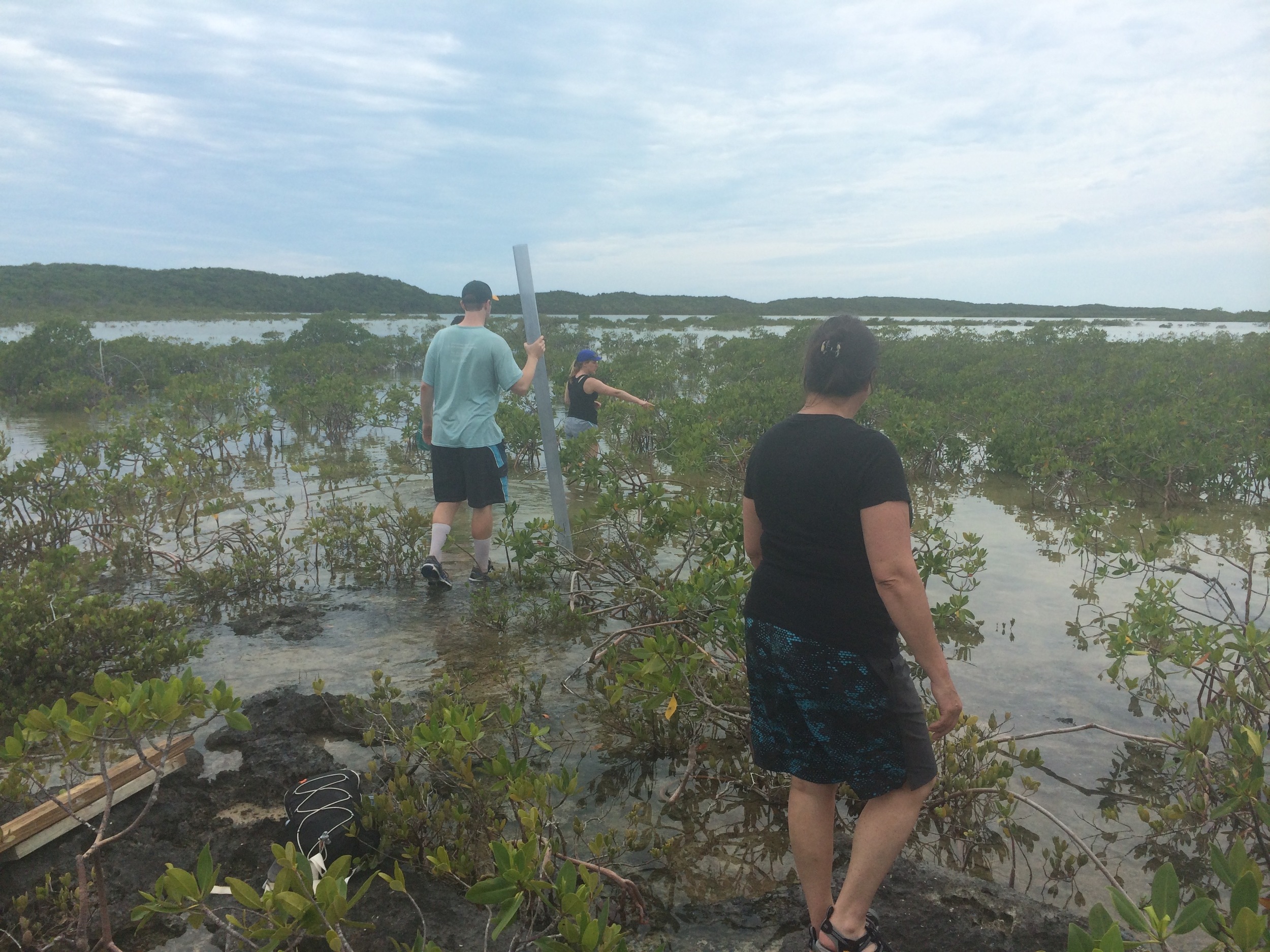 Sediment coring in a mangrove swamp in the Bahamas.