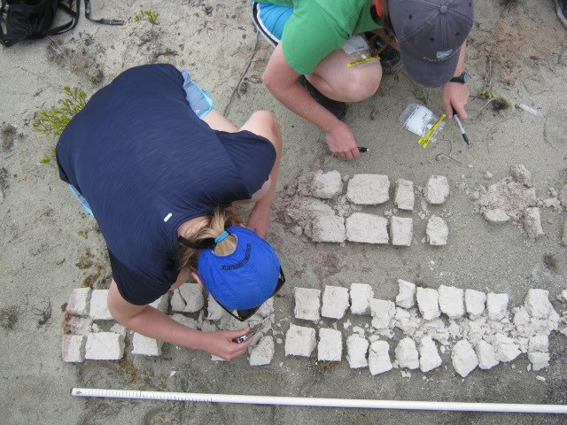 Labeling carbonate sediment cores from Bahamian swamps.