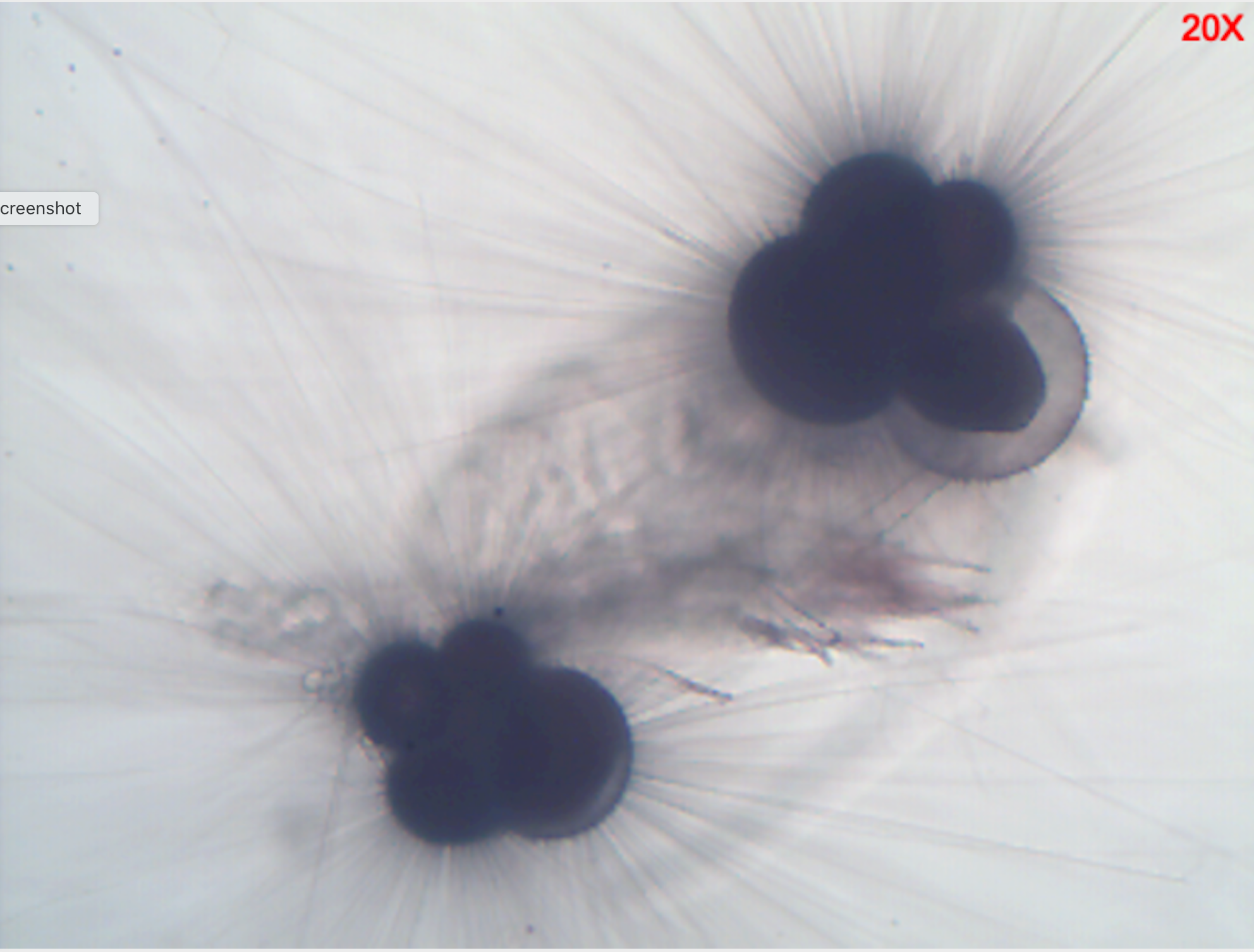 Two forams sharing a copepod lunch