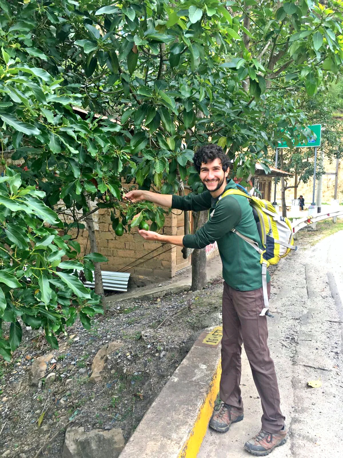 Avocados for days