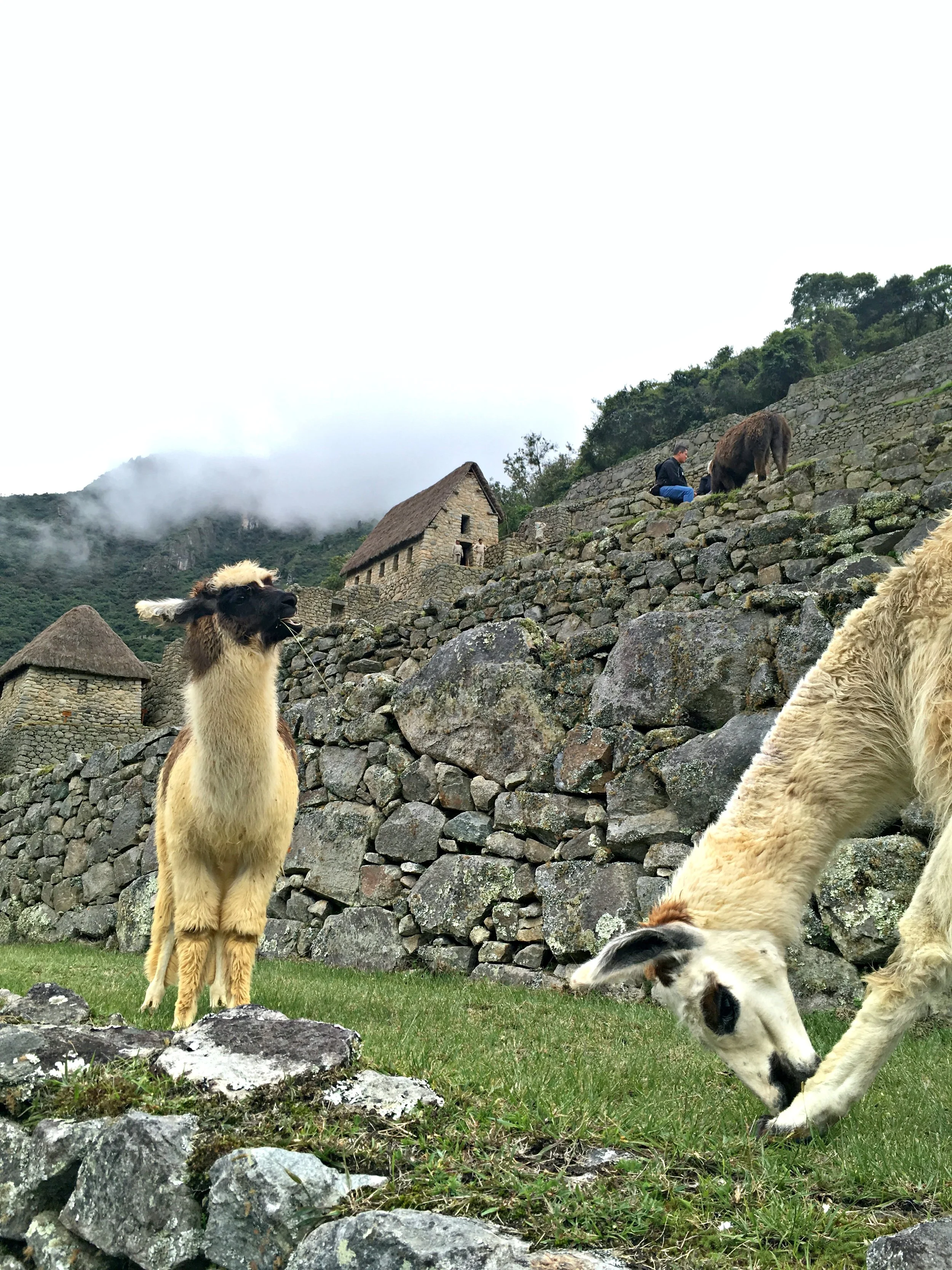 Llamas!