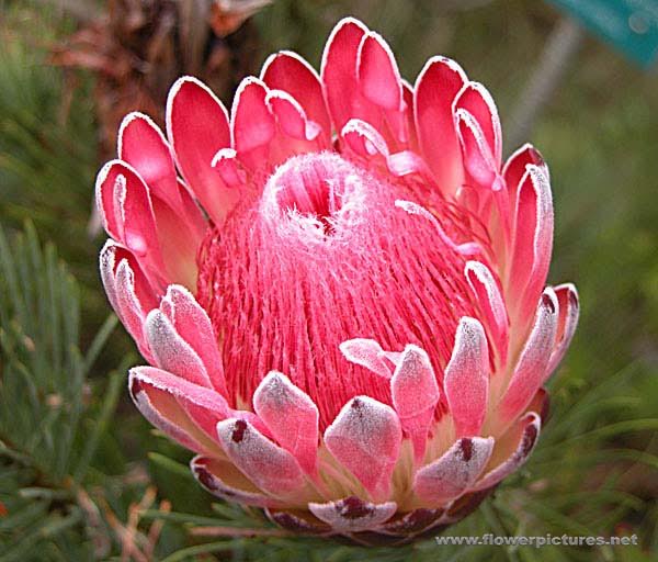 The Protea, courtesy of www.flowerpictures.net