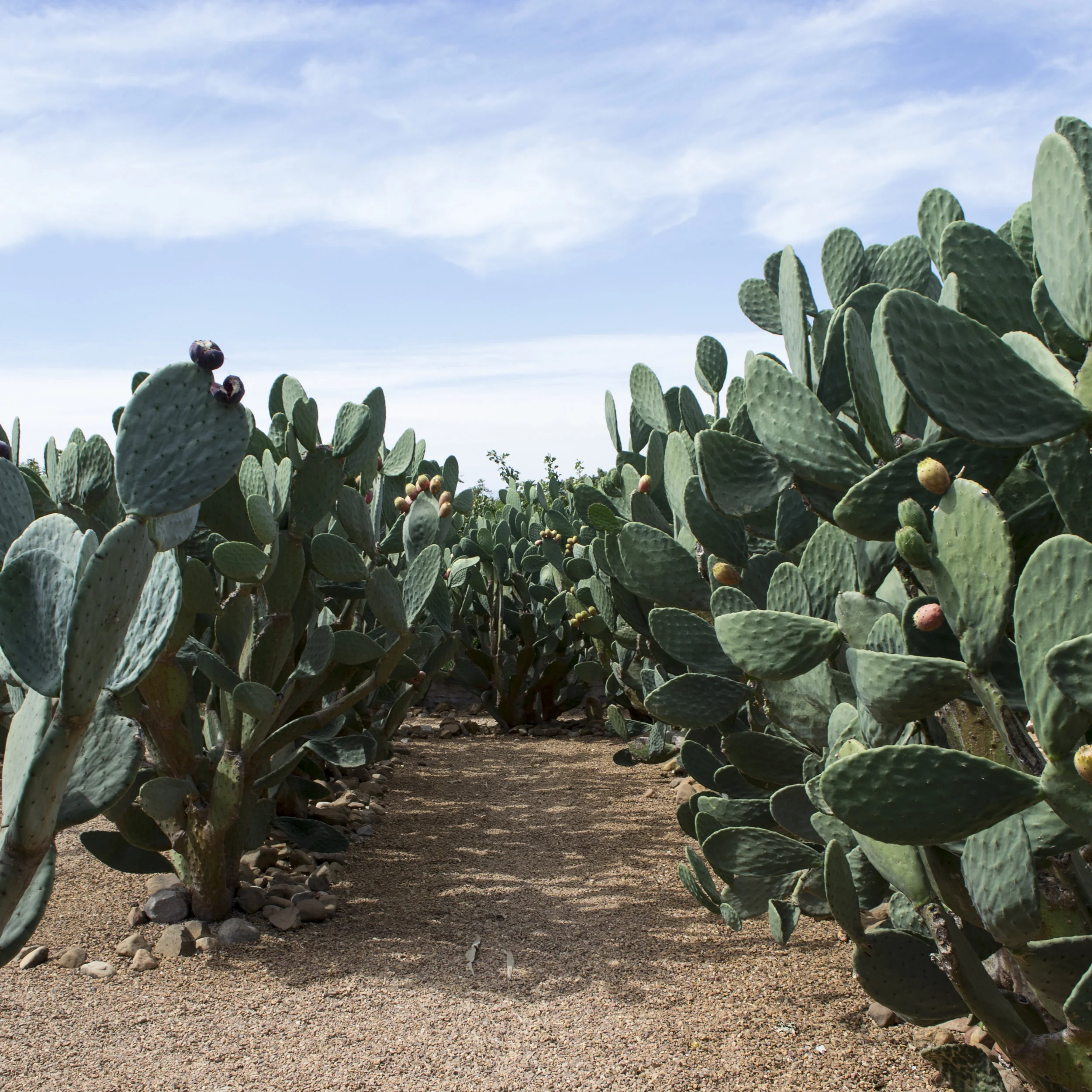 The cactus maze at Babylonstoren.