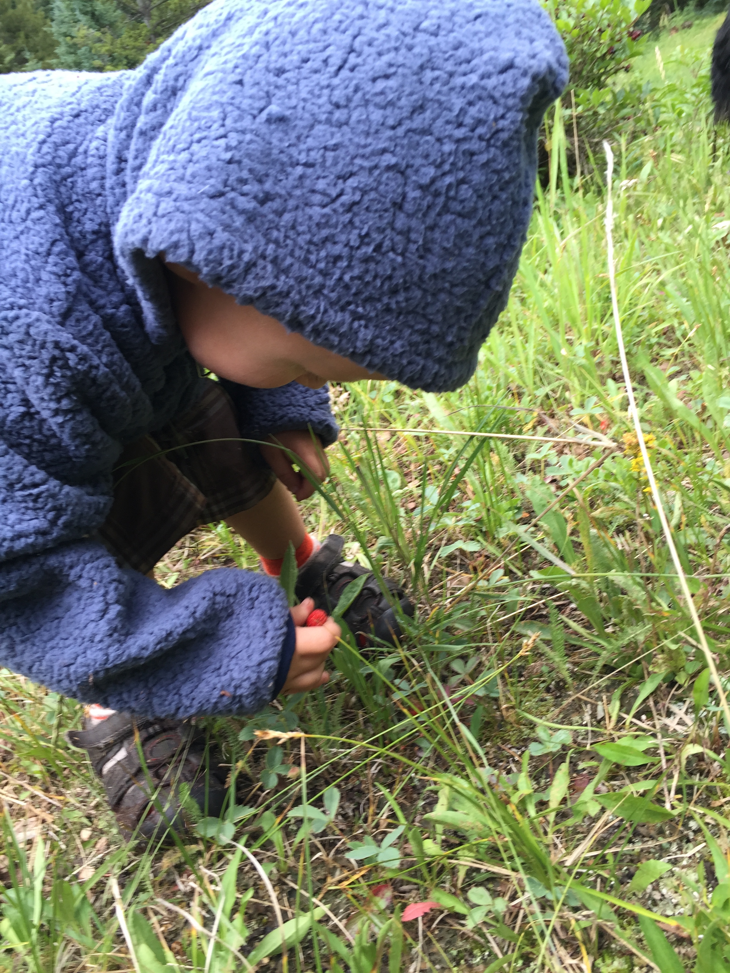 "Look Mama! Strawbabies!" 