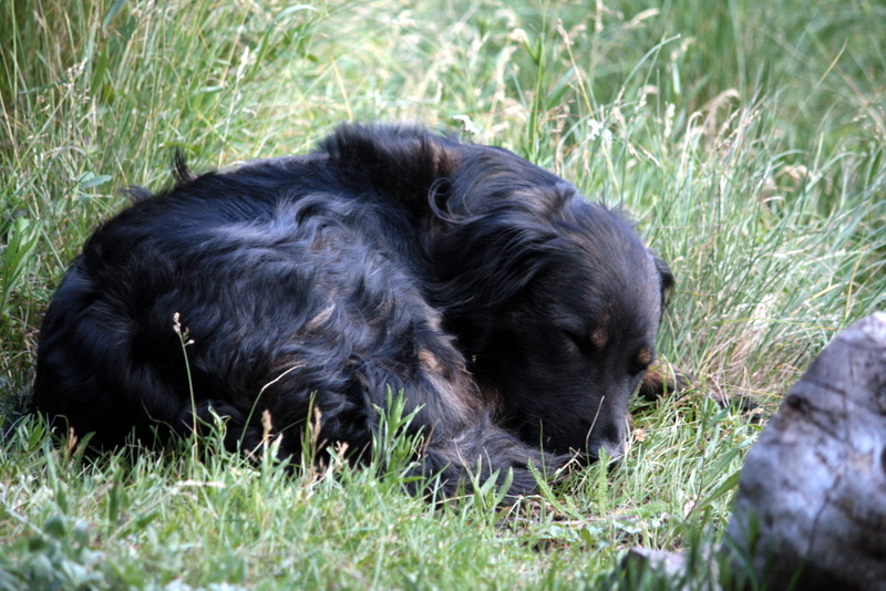 Eat, sleep, play. The three things on Oscar's list today. 