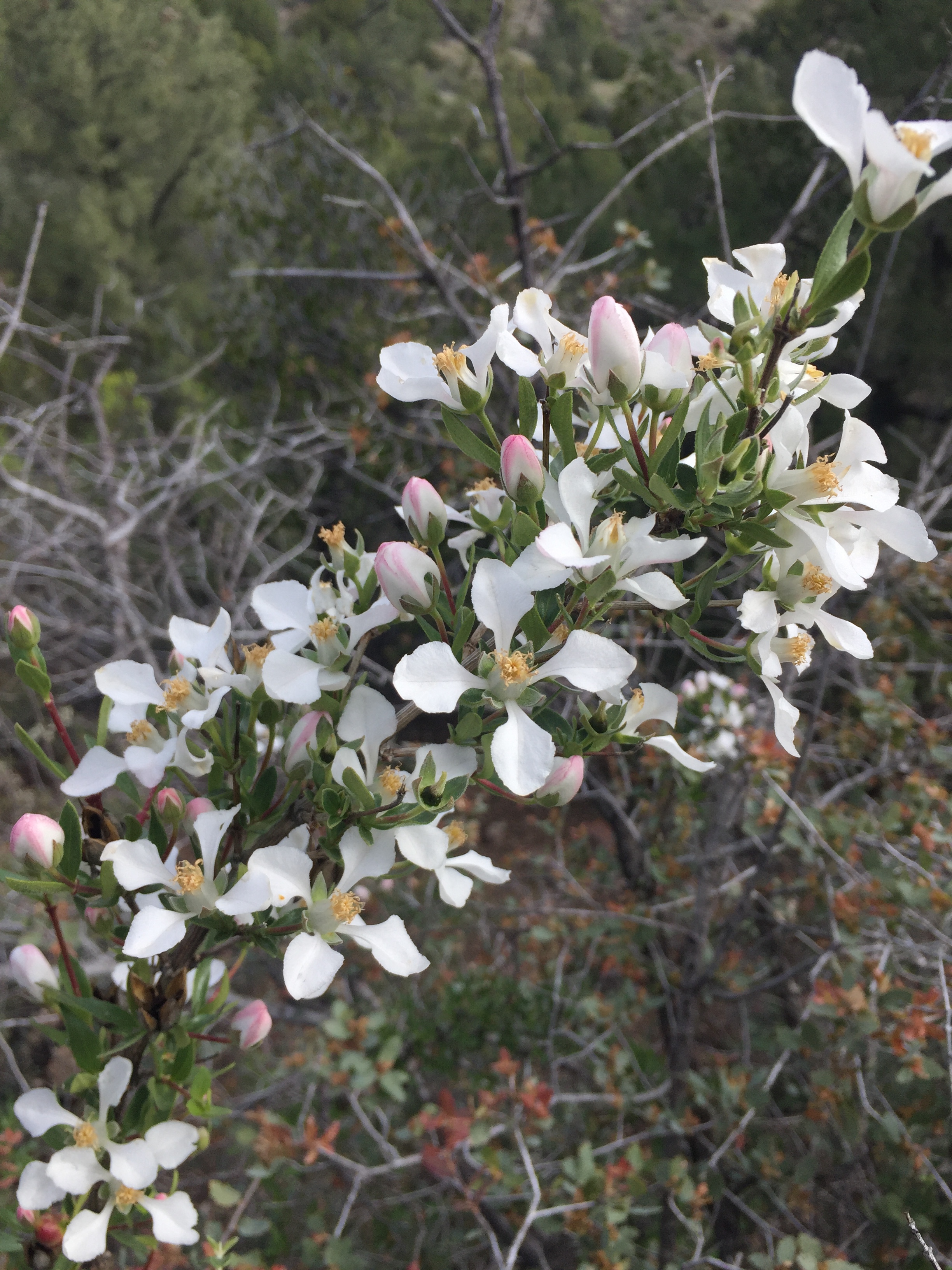 Wet spring means many, many flowers! 