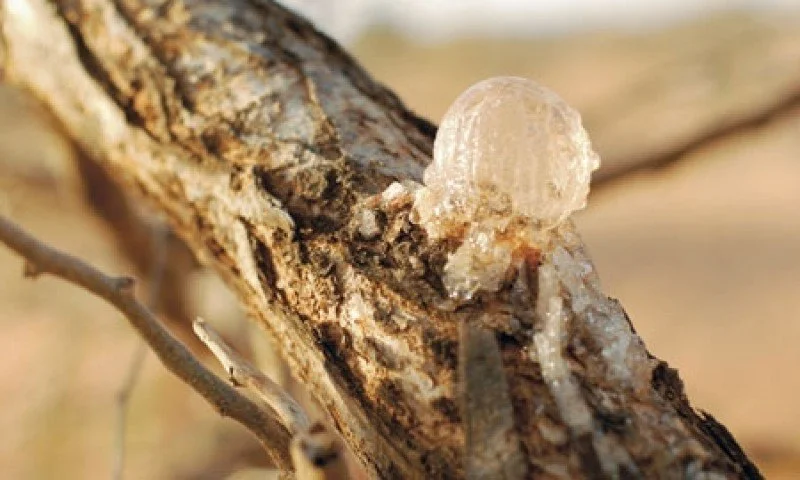 acacia-senegal.jpg
