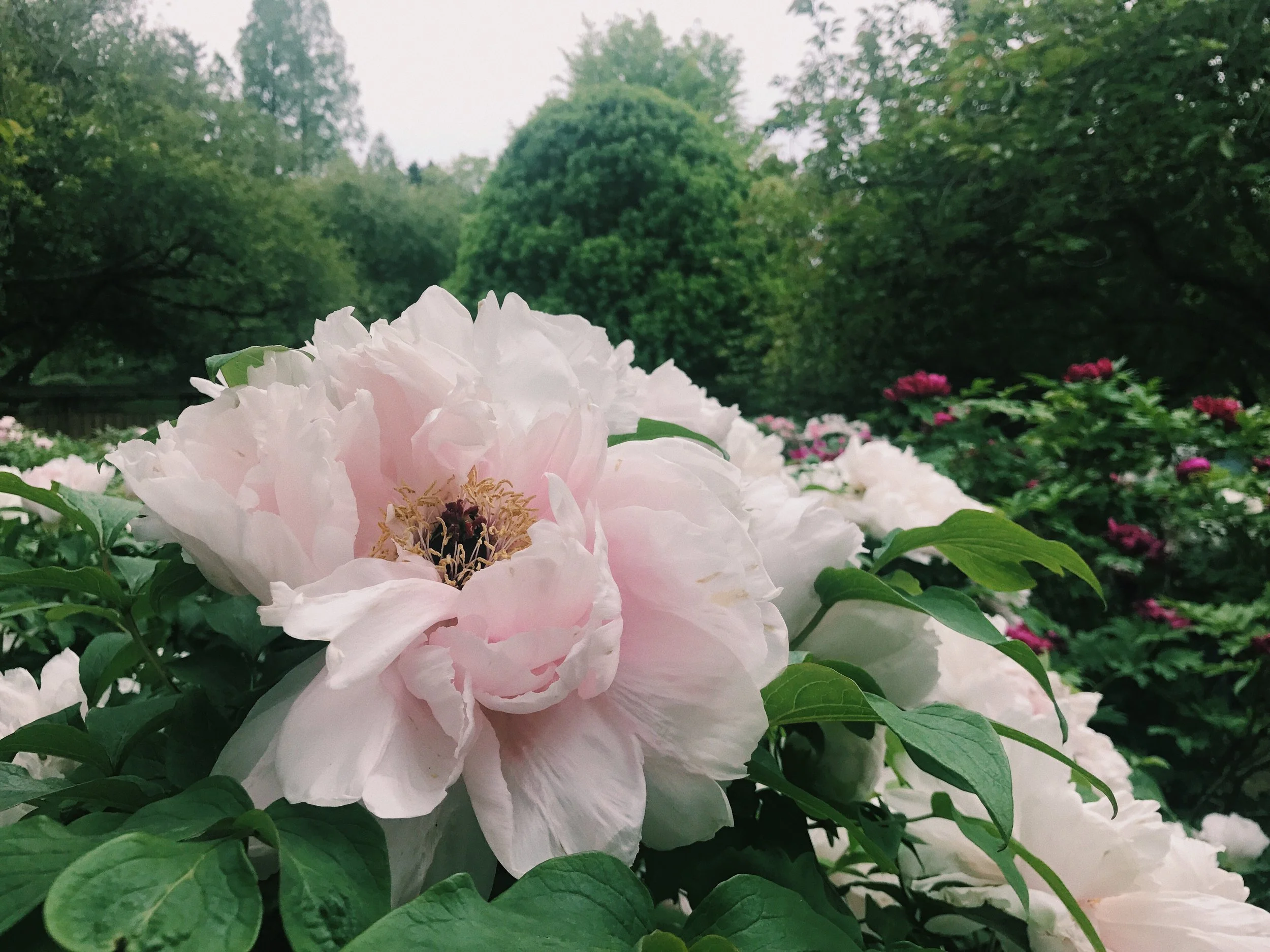 Energetic Healing Breathwork Ceremony