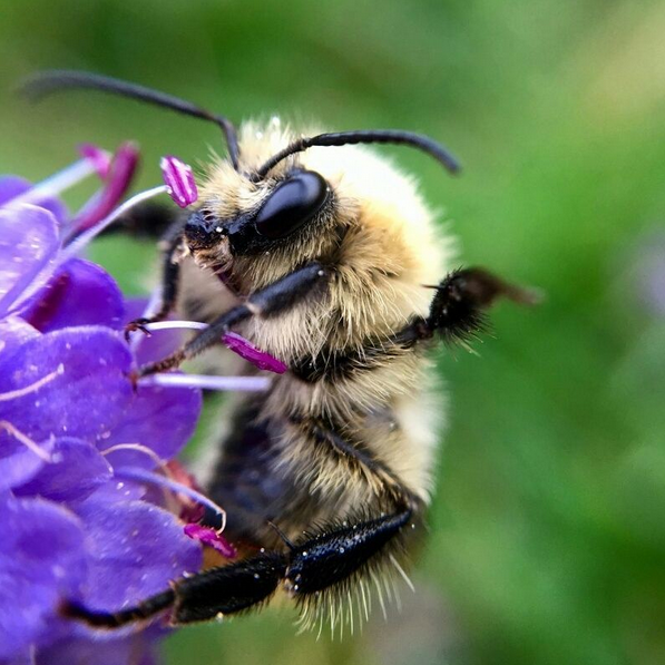 BEES