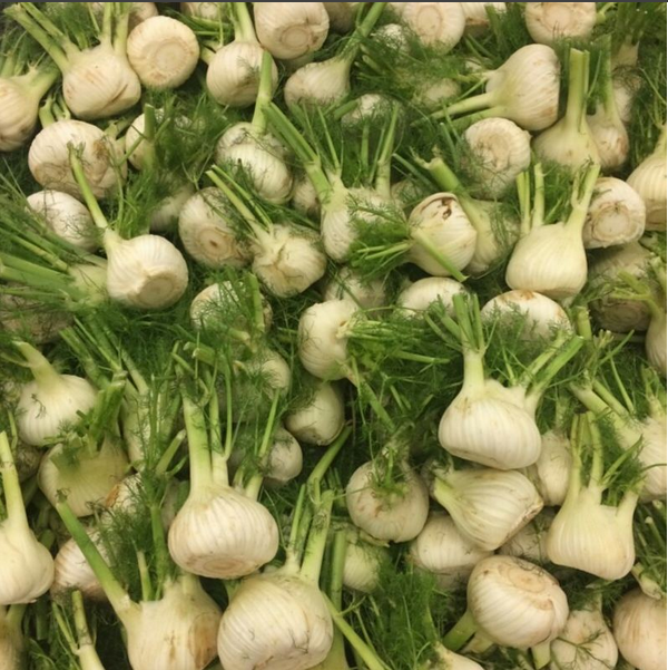 FENNEL