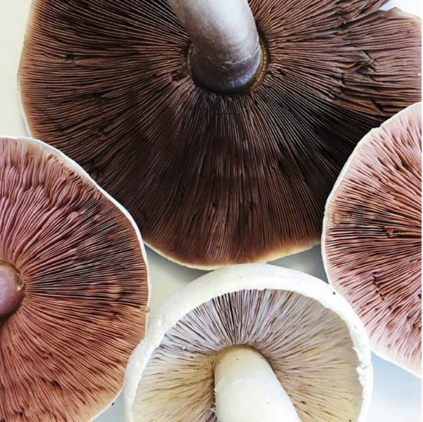 SHIITAKE MUSHROOM