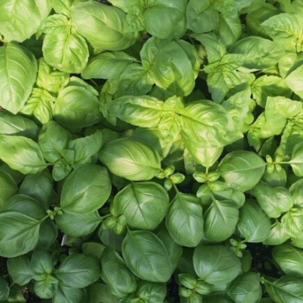 SWEET BASIL