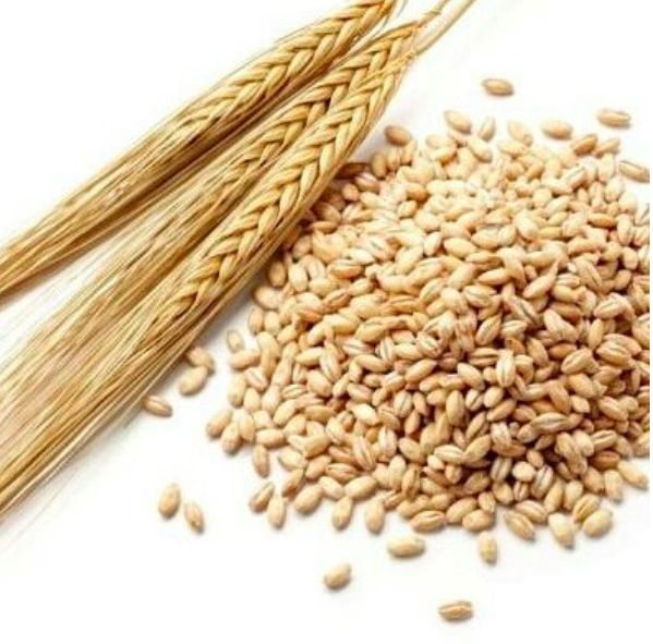 Barley