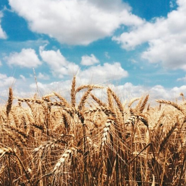Whole Wheat