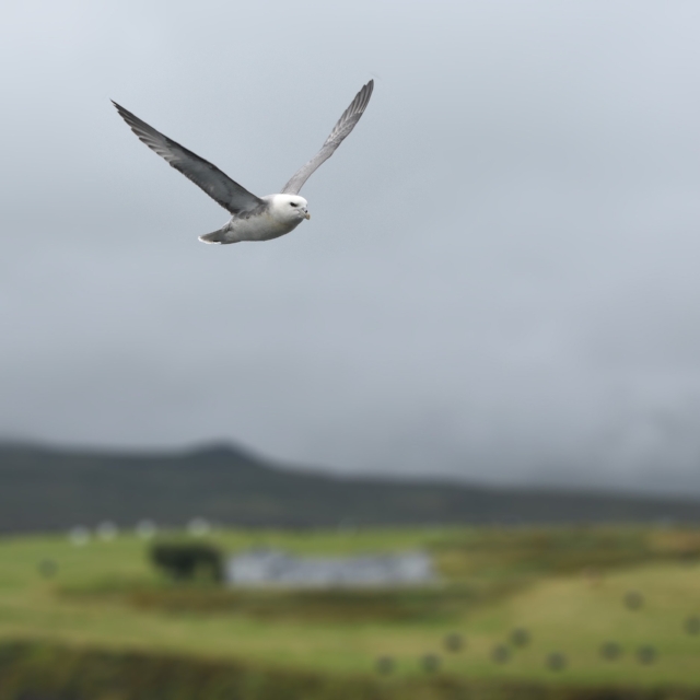 Airport Wildlife Risk Modelling