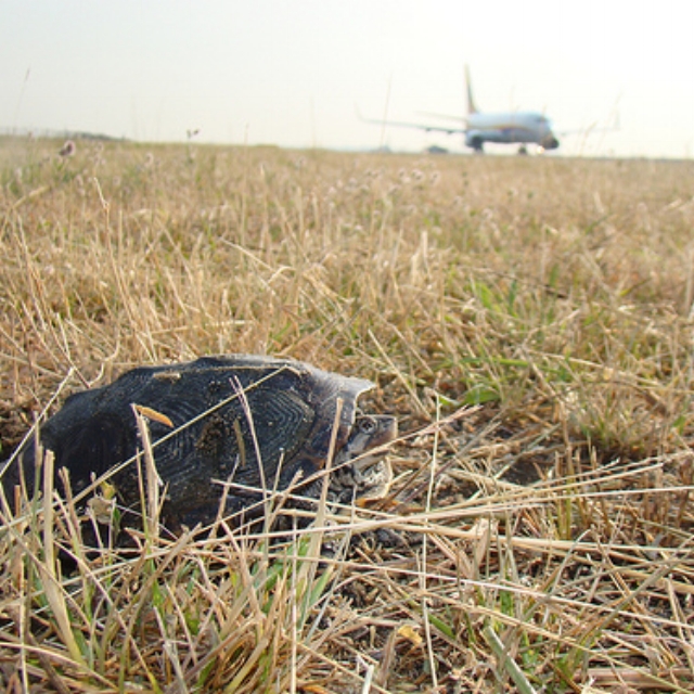 How to Set the Standards for Airport Wildlife Management Decisions