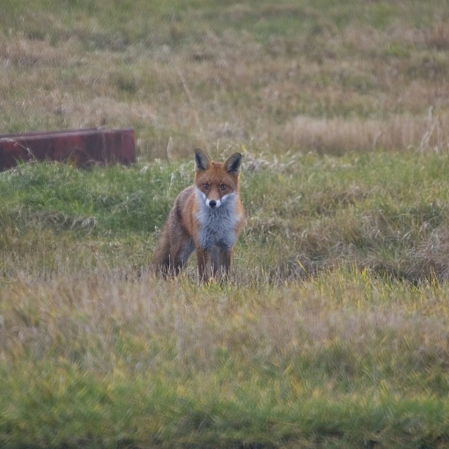 The Matrix of Airport Wildlife Risk Management (Copy)