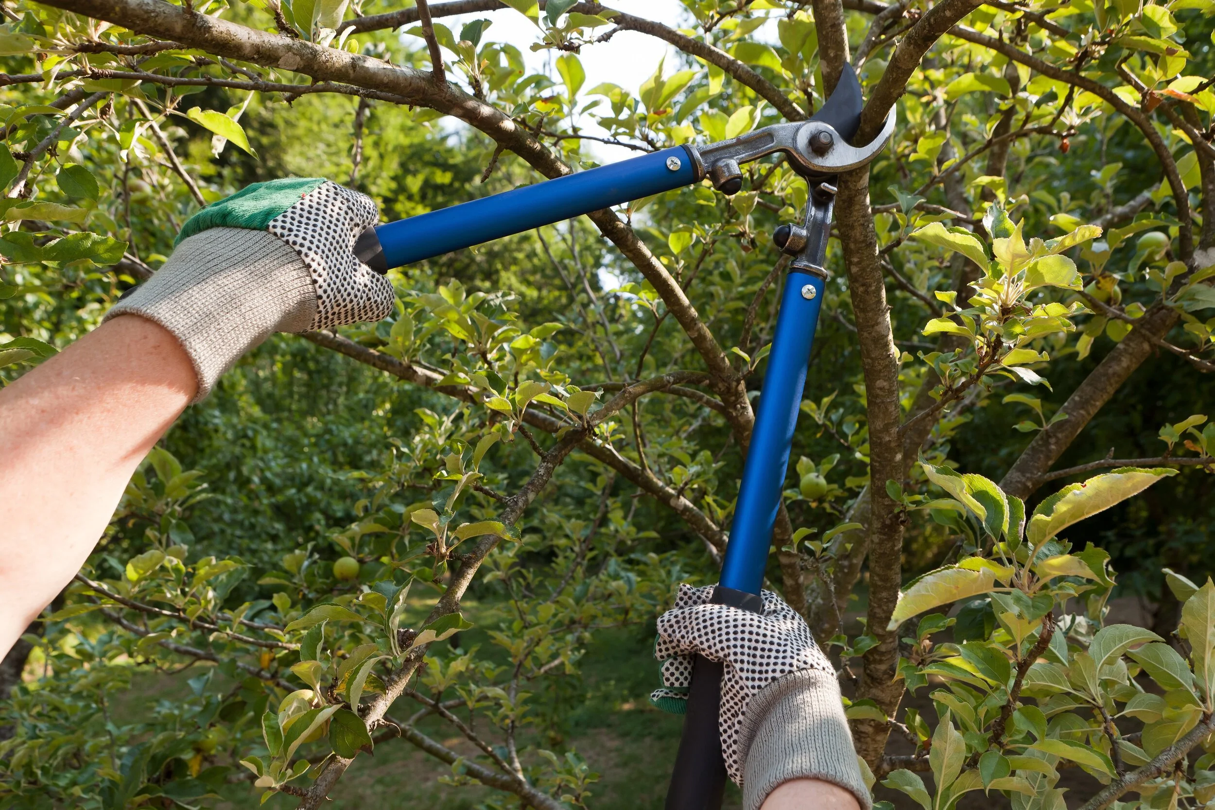 Winter Tree Pruning