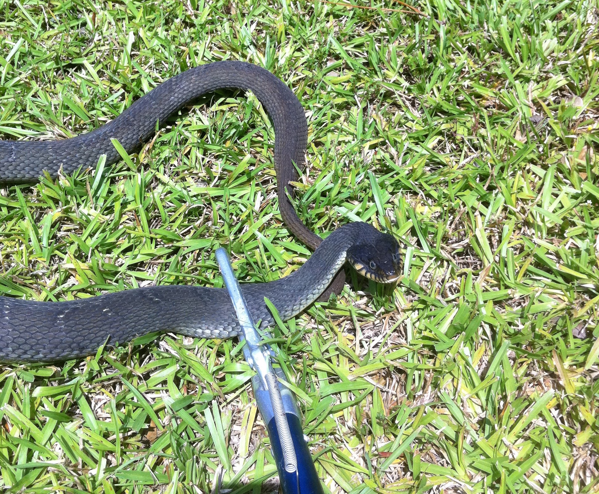 Snake Removal, Snakes, Snake Control, New Orleans Snake Removal